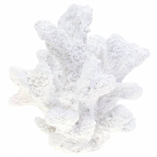 Floristik24 Coral yeso blanco H11cm 2pcs