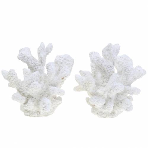 Floristik24 Coral yeso blanco H11cm 2pcs