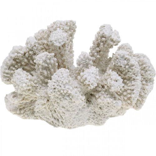 Floristik24 Decoración marinera poliresina artificial blanca coral pequeña 13,5x12 cm