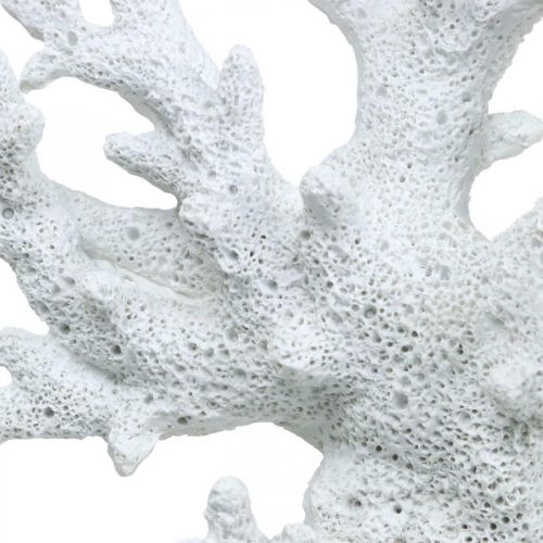 Floristik24 Decoración marinera coral blanco decoración de verano 14,5×14,5cm