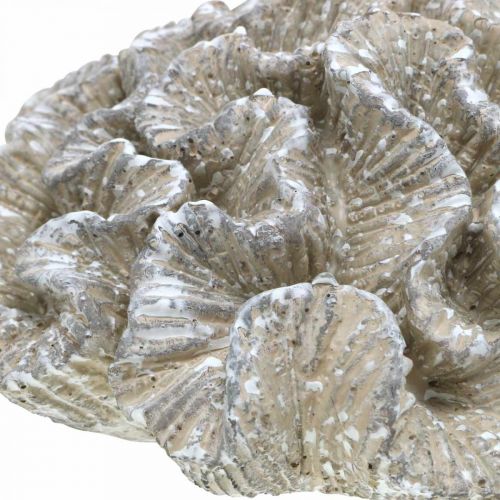 Floristik24 Decoración marinera poliresina artificial coral beige blanco 23x20cm