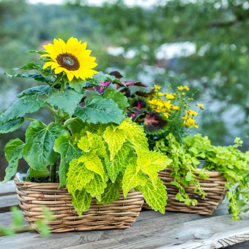 Artículo Caja cesta hecha de sauce pelado caja de flores de color natural juego de 2