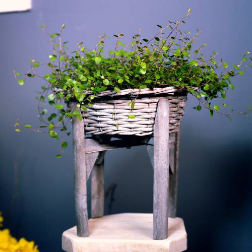 Artículo Cuenco de mimbre con soporte de madera gris, blanco lavado Ø40cm