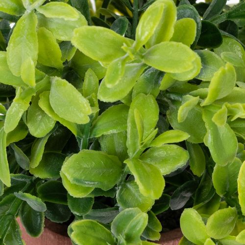 Artículo Planta artificial en maceta con textura realista para uso interior y decoración, 18cm, 3 piezas