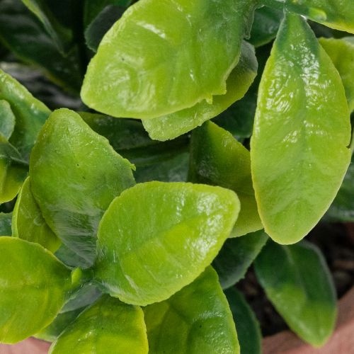 Artículo Planta artificial en maceta con textura realista para uso interior y decoración, 18cm, 3 piezas