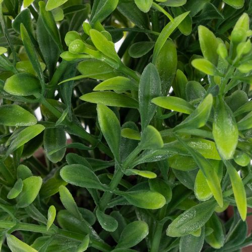 Artículo Planta artificial en maceta con textura realista para uso interior y decoración, 18cm, 3 piezas