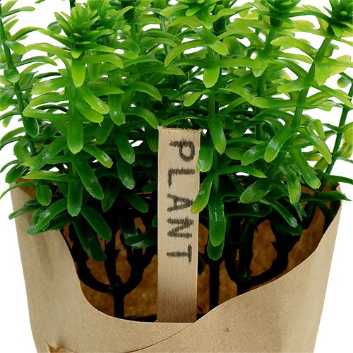 Floristik24 Hierbas en maceta 16cm verde