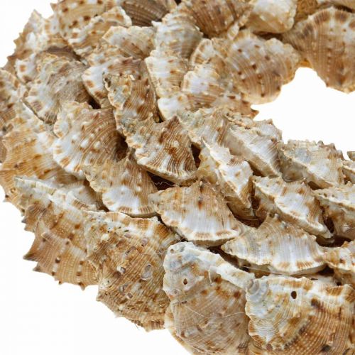 Floristik24 Corona deco caracoles Decoración marítima puerta corona caracoles de mar Ø25cm