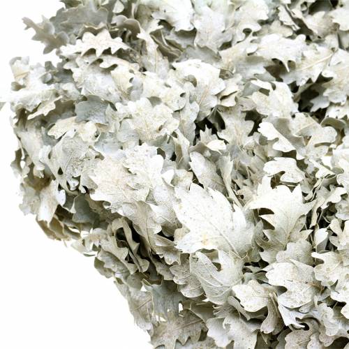 Floristik24 Corona de hojas de roble blanco lavado Ø38cm
