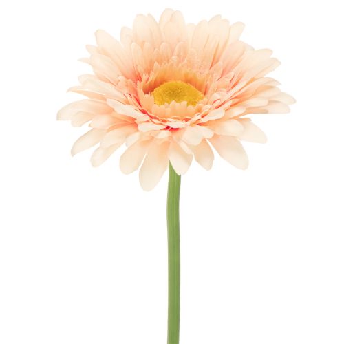 Flores artificiales de gerbera color albaricoque, 47 cm, 6 unidades comprar | Floristik24.es