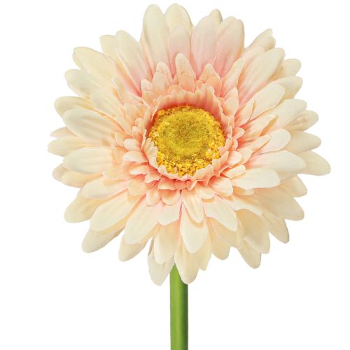 Flores artificiales Gerbera Albaricoque 47cm