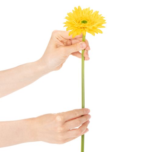 Flores artificiales de gerbera, amarillo brillante, flores de jardín, 47 cm, 6 unidades | Floristik24.es