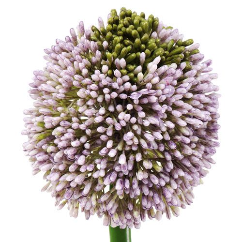 Artículo Flores artificiales Allium Violeta Ø10cm L65cm