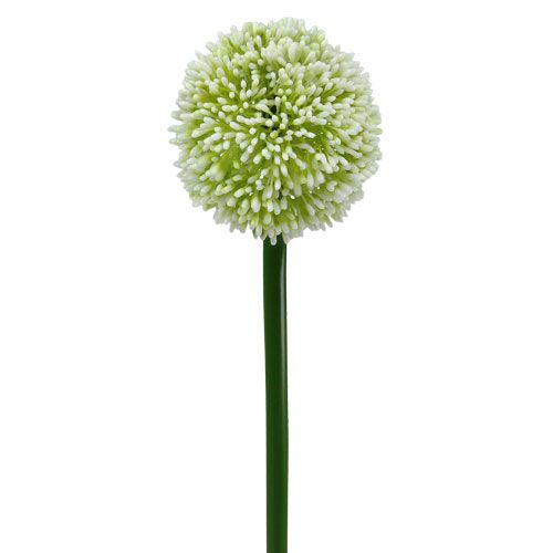 Floristik24 Allium Artificial Blanco Ø10cm L65cm