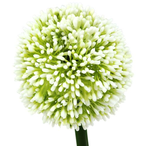 Floristik24 Allium Artificial Blanco Ø10cm L65cm