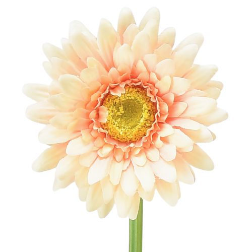 Artículo Flores artificiales Gerbera Albaricoque 47cm