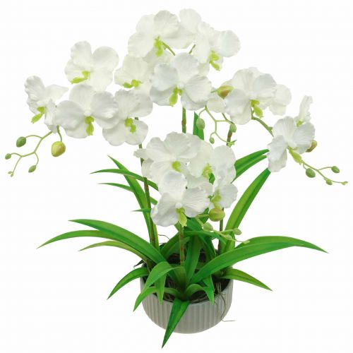 Floristik24 Orquídeas artificiales flores artificiales en maceta blanca 60cm