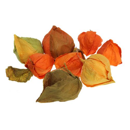 Floristik24 Tipo Physalis Artificial. 32st