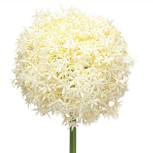 Artículo Cebolla ornamental artificial Allium crema blanca Ø18cm L90cm