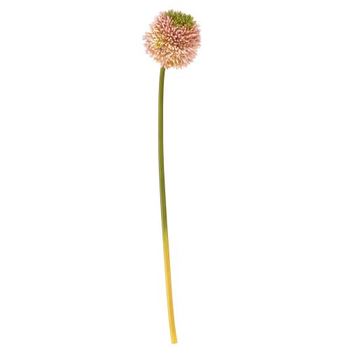 Artículo Allium artificial ajo ornamental rosa verde Ø10cm L65cm