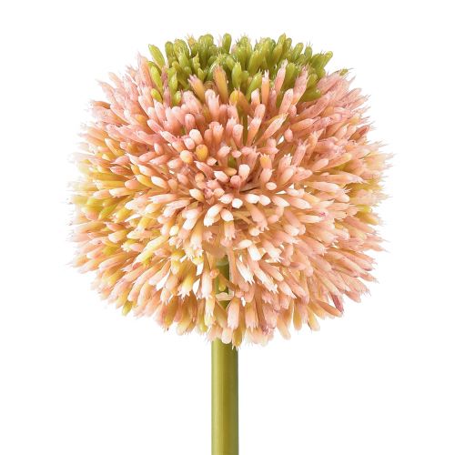 Allium artificial ajo ornamental rosa verde Ø10cm L65cm