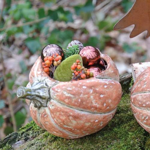 Floristik24 Calabaza para plantar Naranja 19×15×16cm
