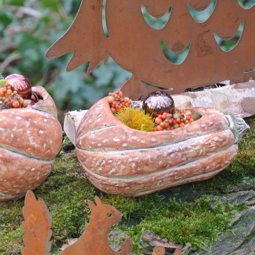 Floristik24 Calabaza para plantar Naranja 28 × 15 × 14cm