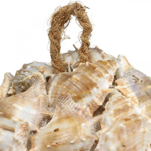 Artículo Deco bola caracol conchas conchas deco colgante naturaleza Ø12cm