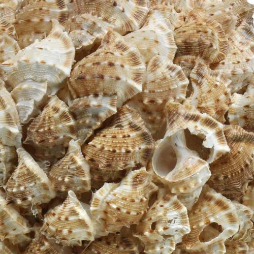 Artículo Bola decoración concha caracoles de mar Decoración marinera para colgar Ø18cm
