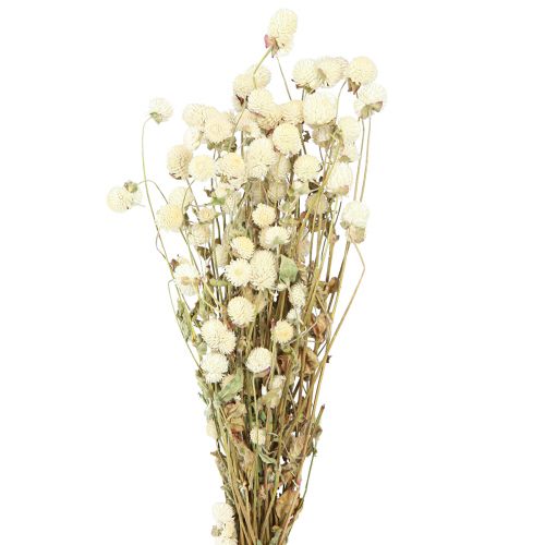 Floristik24 Globo Amaranto Gomphrena Globosa Crema Natural L45cm 100g