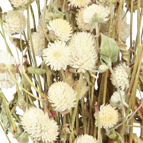 Floristik24 Globo Amaranto Gomphrena Globosa Crema Natural L45cm 100g