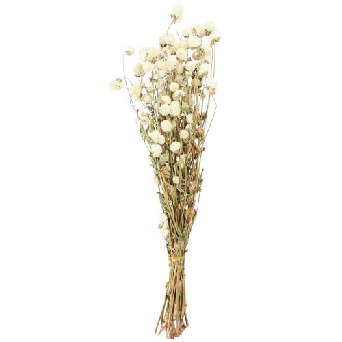 Floristik24 Globo Amaranto Gomphrena Globosa Crema Natural L45cm 100g