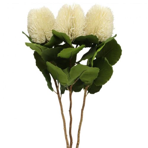 Floristik24 Flores artificiales, Banksia, Proteaceae Blanco crema L58cm H6cm 3pcs