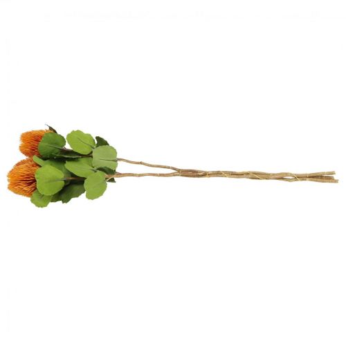Floristik24 Flores artificiales, Banksia, Proteaceae Naranja L58cm H6cm 3 piezas