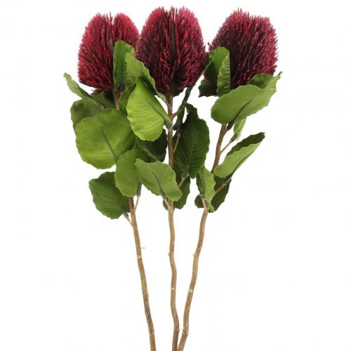 Floristik24 Flores artificiales, Banksia, Proteaceae rojo vino L58cm H6cm 3pcs