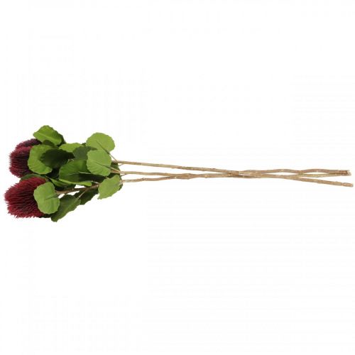 Artículo Flores artificiales, Banksia, Proteaceae rojo vino L58cm H6cm 3ud