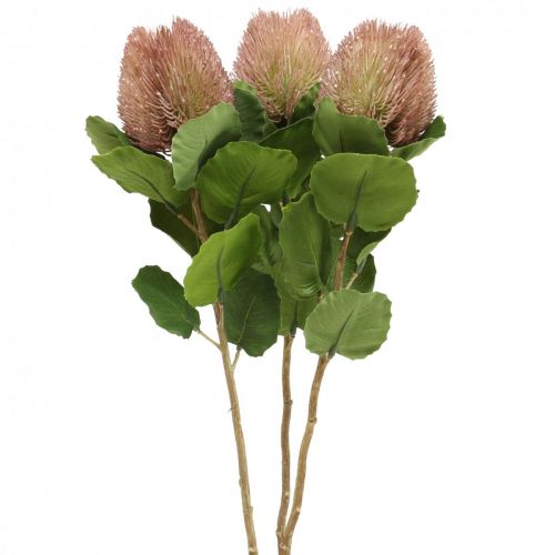 Floristik24 Flores artificiales, Banksia, Proteaceae Blanco-Morado L58cm H6cm