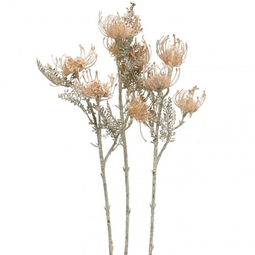 Flores Artificiales, Flor de Acerico, Leucospermum, Proteaceae Blanco Lavado L58cm 3pcs