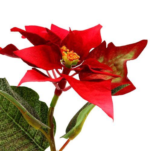 Floristik24 Flores artificiales poinsettia rojo L73cm