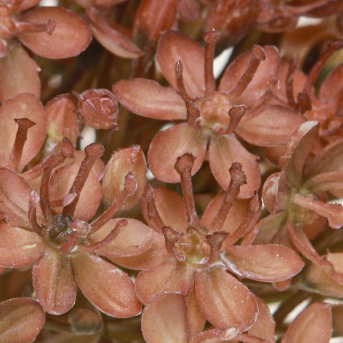 Artículo Rama artificial decoración de otoño rama de flores marrón rojo 45cm 2 piezas