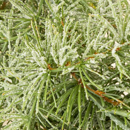 Artículo Guirnalda decorativa de alerce para un diseño de habitación atmosférico, 250 cm