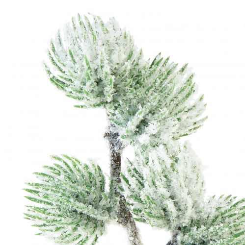 Floristik24 Rama decorativa de alerce artificial verde con nieve L25cm