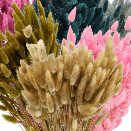Artículo Hierba de cola de liebre seca coloreada Lagurus 65-70 cm 100 g