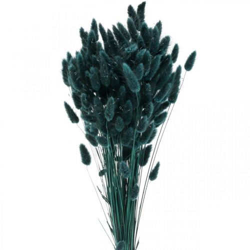 Floristik24 Lagurus Hierba Cola de Conejo Seca Verde Oscuro 65-70cm 100g