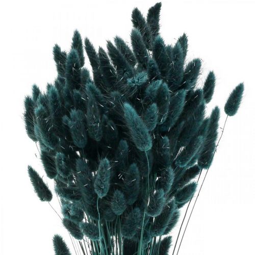 Floristik24 Lagurus Hierba Cola de Conejo Seca Verde Oscuro 65-70cm 100g