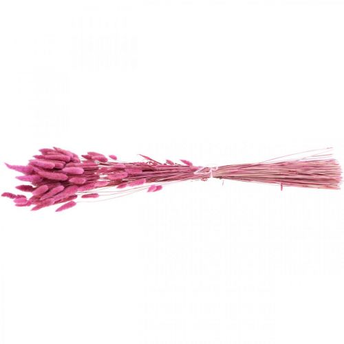 Floristik24 Lagurus Hierba Cola de Conejo Seca Púrpura 65-70cm 100g