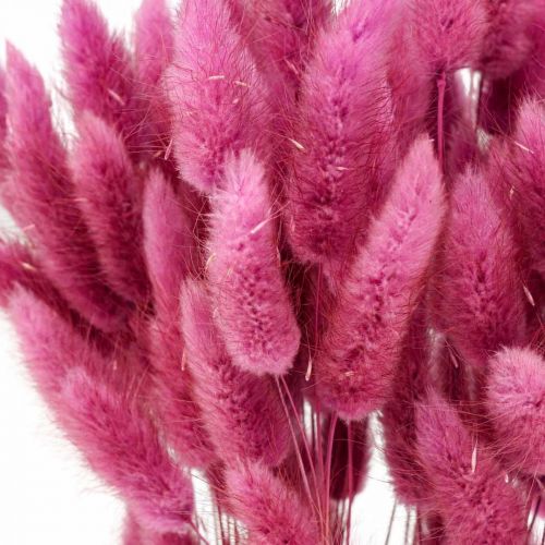 Floristik24 Lagurus Hierba Cola de Conejo Seca Púrpura 65-70cm 100g