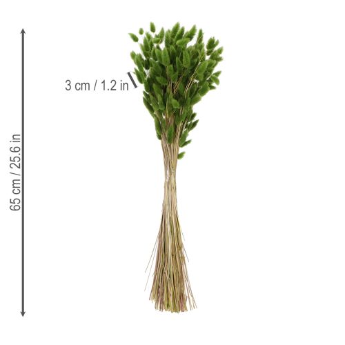 Artículo Lagurus seco (hierba cola de liebre) 65-70cm 100g