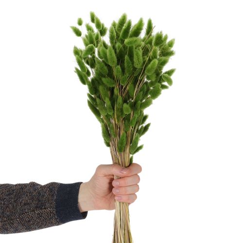 Artículo Lagurus seco (hierba cola de liebre) 65-70cm 100g