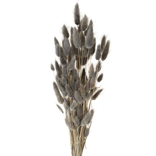 Floristik24 Hierba de cola de liebre seca Lagurus gris 45-55 cm 50 g